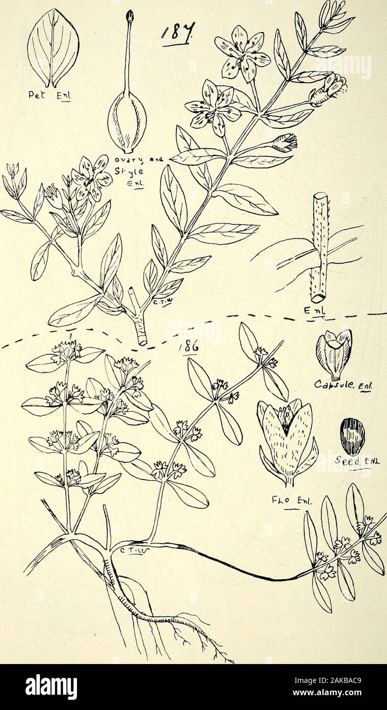 Comprehensive catalogue of Queensland plants, both indigenous and naturalisedTo which are added, where known, the aboriginal and other vernacular names; with numerous illustrations, and copious notes on the properties, features, &c., of the plants . ^pedi£a/.L. 185. Otanthera bracteata, Korth. 218 LIII. LYTHRARIE^.. 186. Ammanxia triflora, R. Br. l8/. NESiEA ROBERTSII, F. V. M. LIV. OXAGRARIE.E.-LV. SAMYDACE/E. 219 Stock Photo