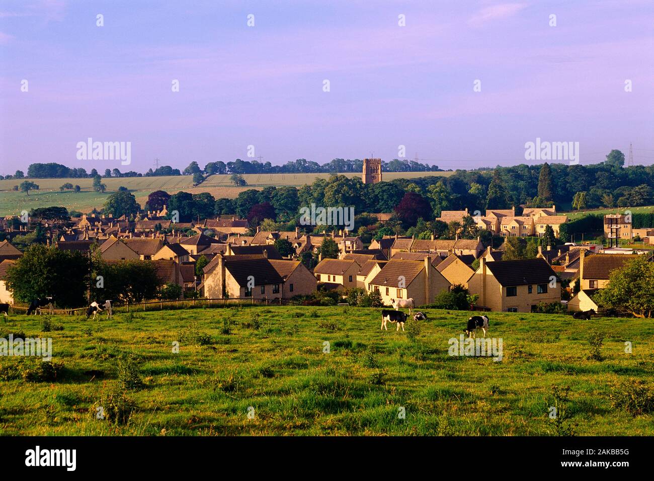 View of countryside scenery with village and cows grazing in pasture, Cotswolds, England, UK Stock Photo