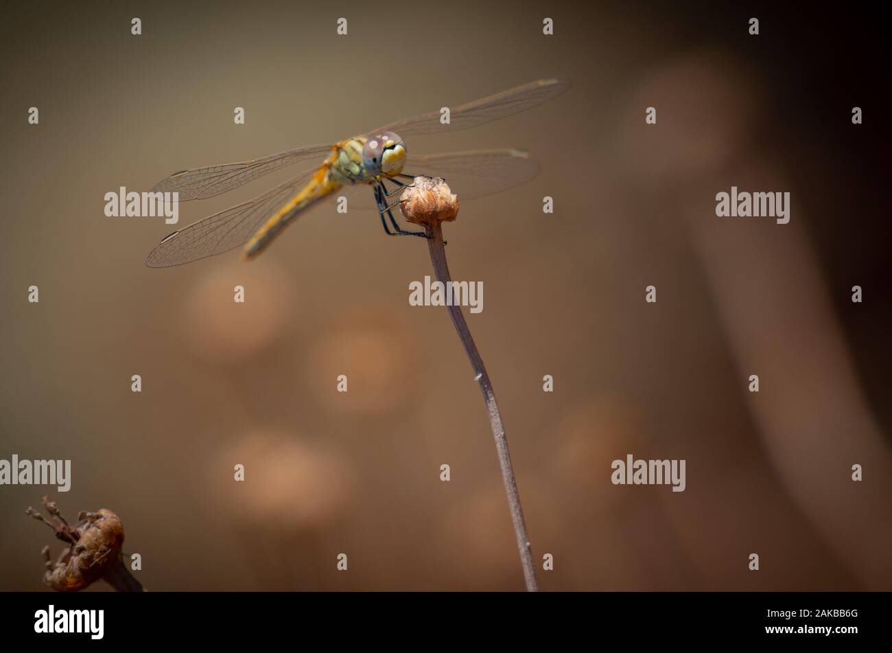 Dragonfly Mediterranean hawker (Aeschna affinis) male, closeup. Stock Photo
