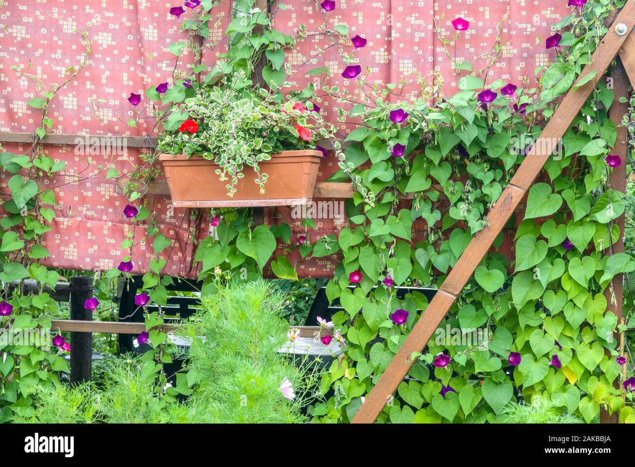 Morning Glory, Ipomoea grow in garden climbing plants wall Stock Photo