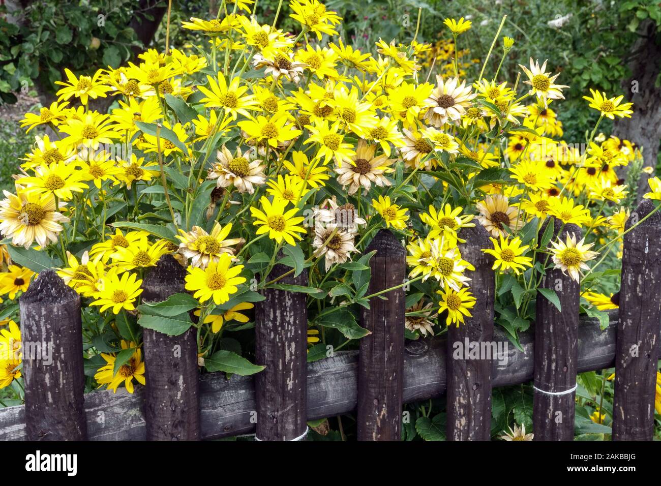 Garden fence False Sunflower Heliopsis helianthoides Stock Photo