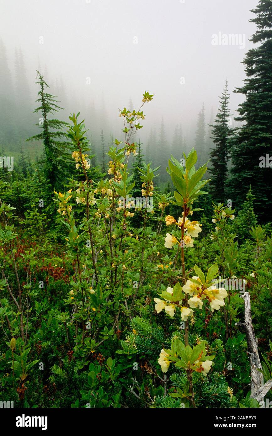 Landscape with wildflowers and forest on mountainside in fog at sunrise, Hurricane Ridge, Olympic National Park, Washington State, USA Stock Photo