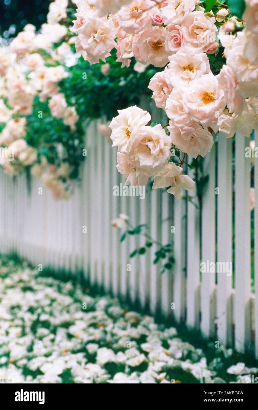Pink rose flowers hanging over white picket fence, Nantucket, Massachusetts, USA Stock Photo