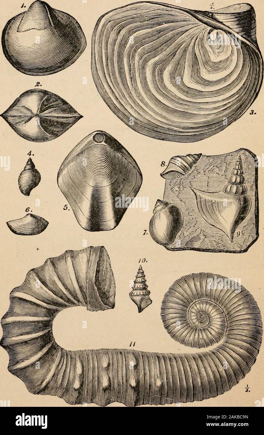 Outlines of comparative physiology touching the structure and development of the races of animals, living and extinct : for the use of schools and colleges . Fig. 387.—Fossil shells from the lower greensand of the Isle of Wight. 410 GEOLOGICAL SUCCESSION OF ANIMALS.. 388.—Fossil shells from the lower greensand of the Isle of Wight. V AGES OF NATUKE. 411 DESCRIPTION OF FIG. 387. 1. Corbis corrugata, from the sand-rock, Atherfield: the figure is one- half the size in linear dimensions of the original. 2. Trigonia caudata, from the sand-rock, Atherfield. 3. Gervillia anceps, from the Cracker Rock Stock Photo