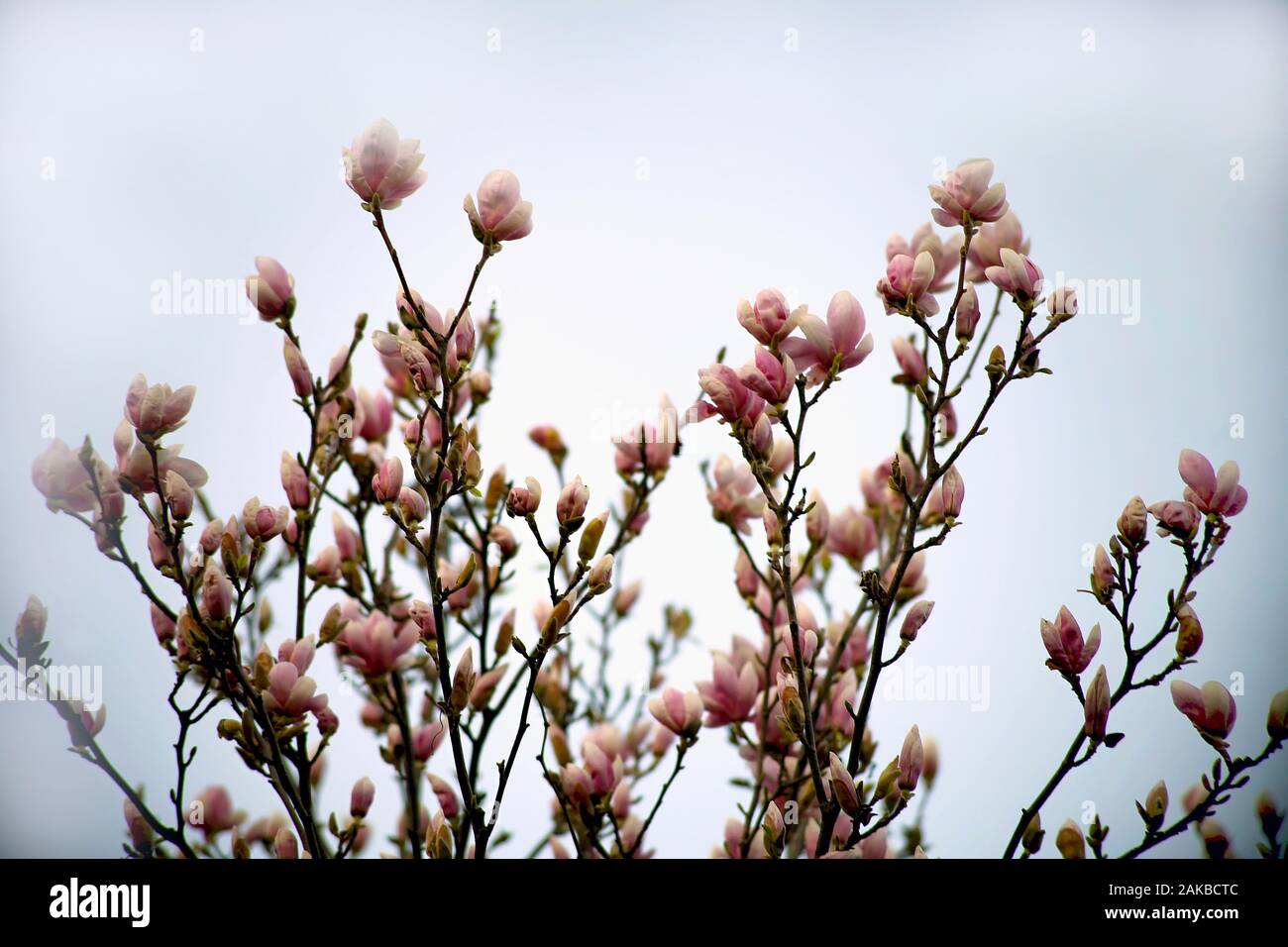 Magnolia pink blossom tree flowers on the fog, close up branch, outdoor. Magnolia genus flowering plant. Stock Photo