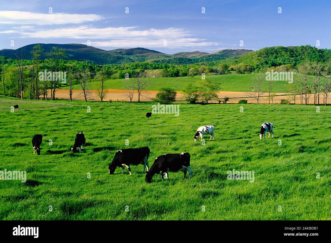 View of cows on pasture, North Carolina, USA Stock Photo