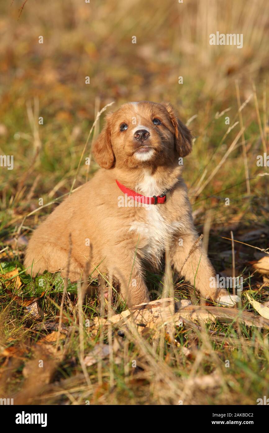 Gorgeous puppy of nova scotia duck tolling retriever sitting in nature Stock Photo