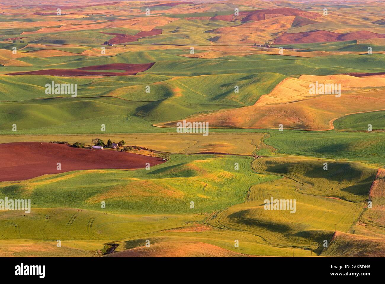 Landscape with fields on rolling hills, Palouse, Washington State, USA Stock Photo