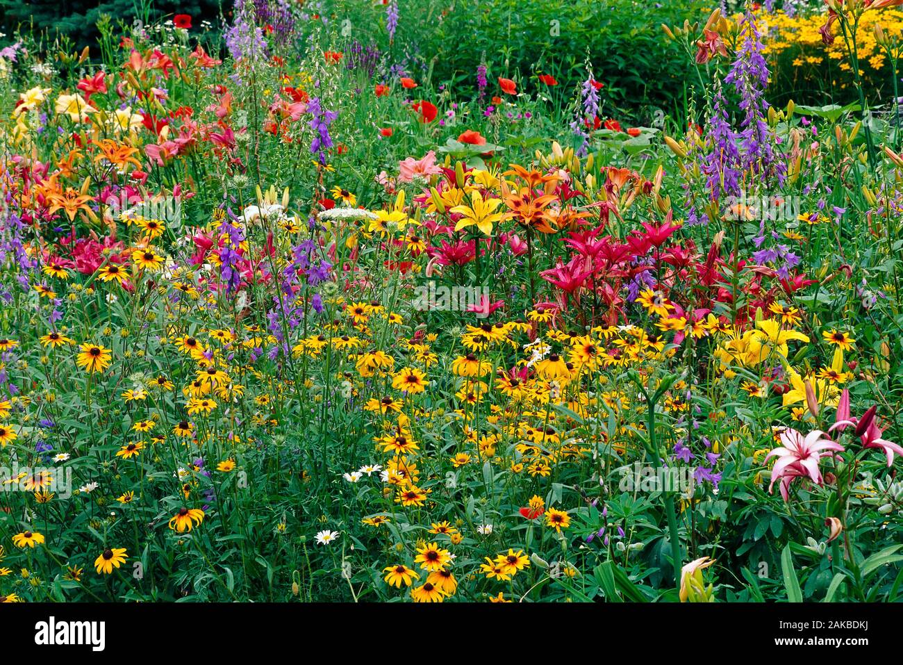 Lots of colorful wildflowers in meadow, Stowe, Vermont, USA Stock Photo