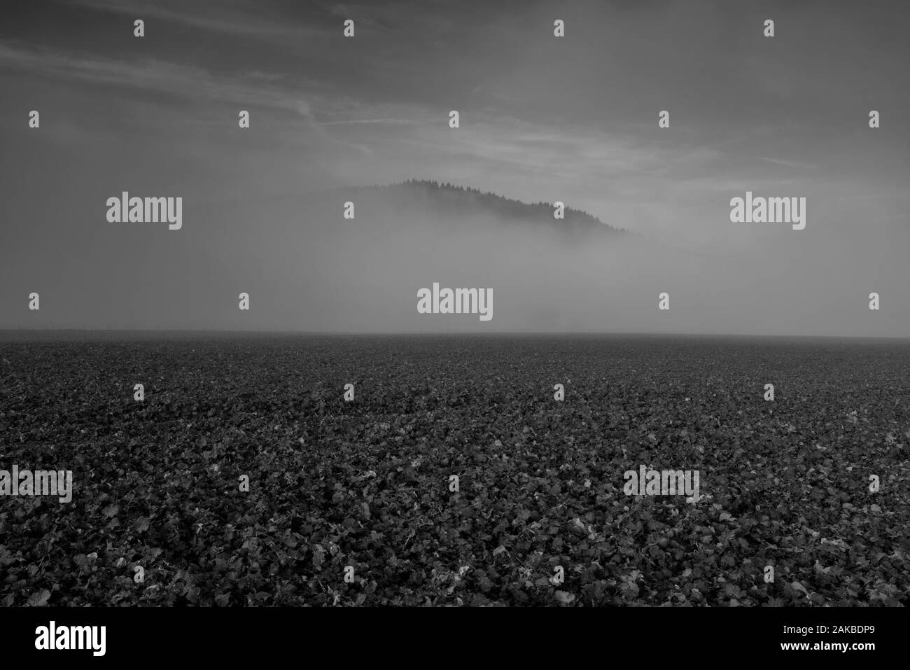 Foggy landscape, Oberweser, Wesertal, Weser Uplands, Weserbergland, Hesse, Germany Stock Photo