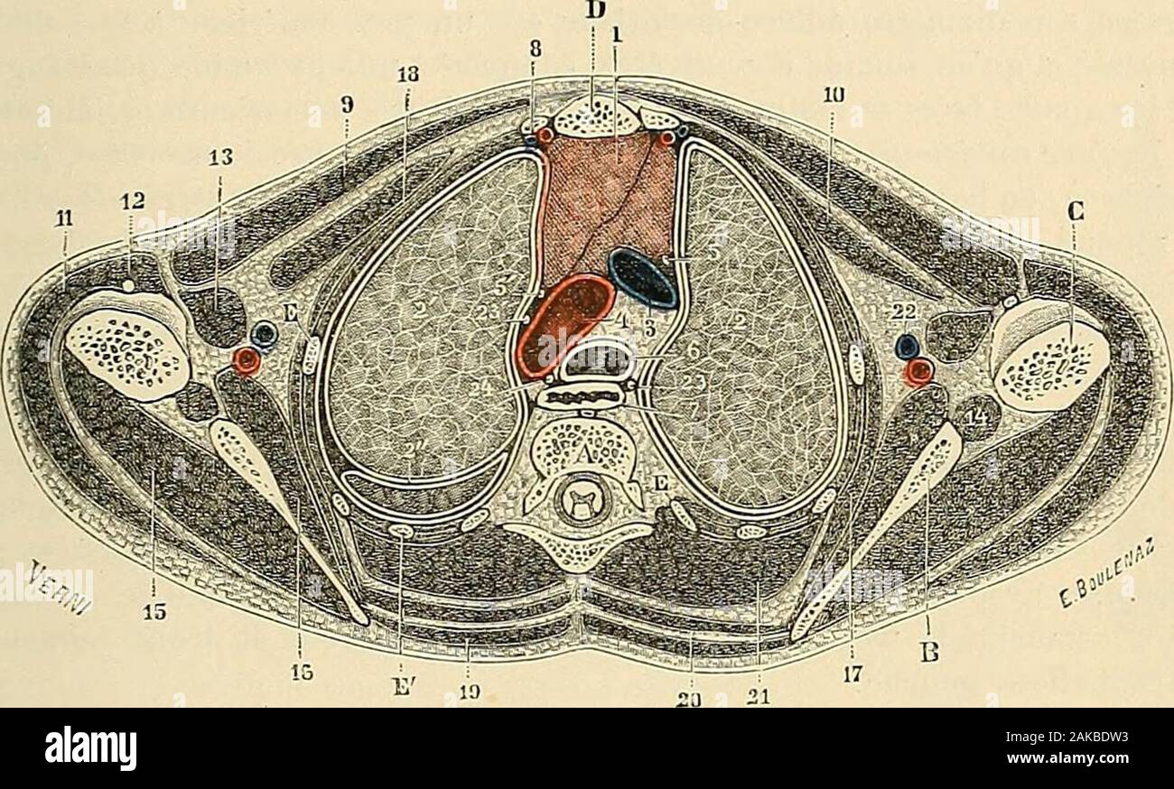 Anatomie Du Haut Du Corps Hi-res Stock Photography And Images - Alamy