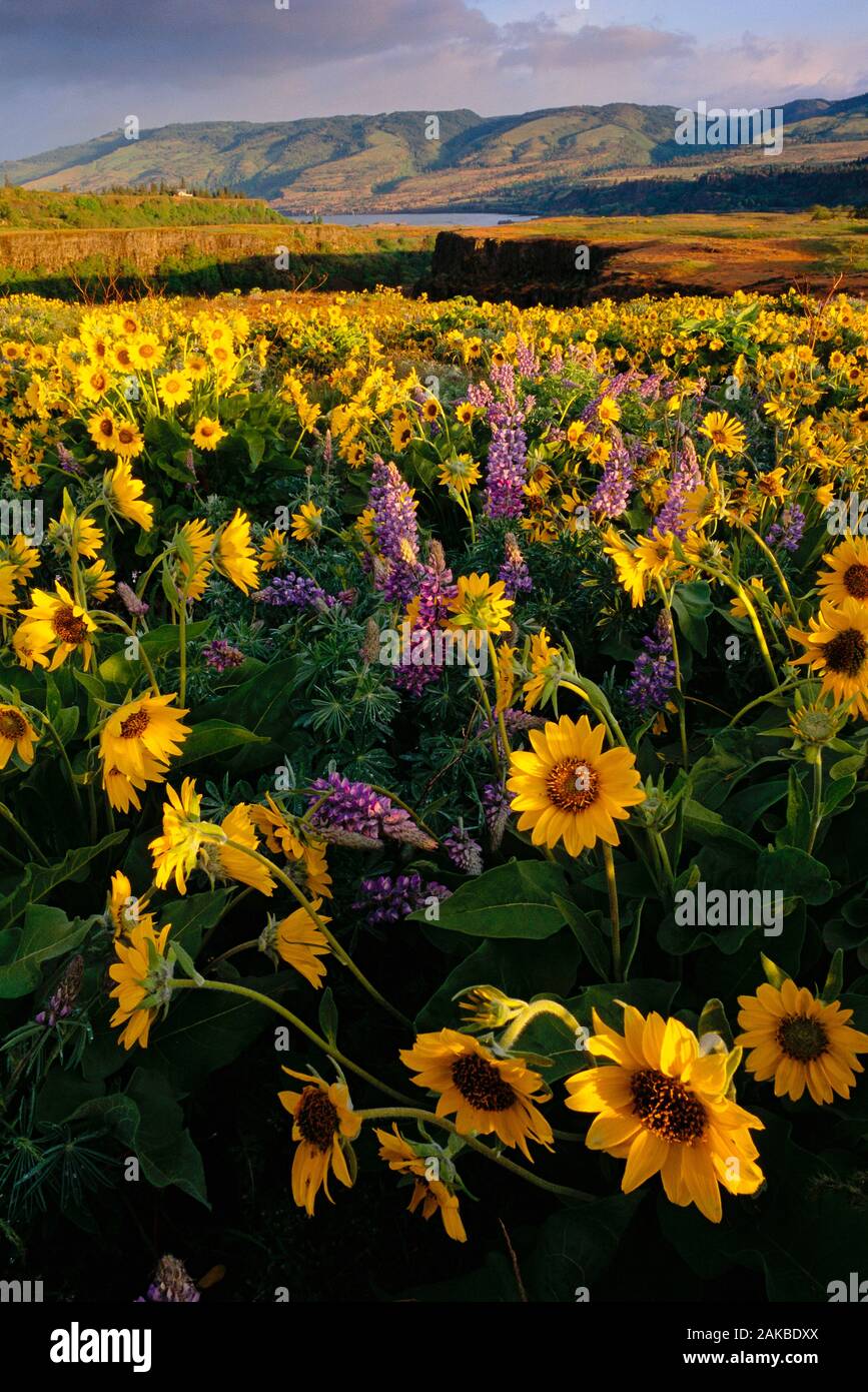 Landscape with yellow balsam root and purple lupine flowers, Tom McCall Preserve, Oregon, USA Stock Photo