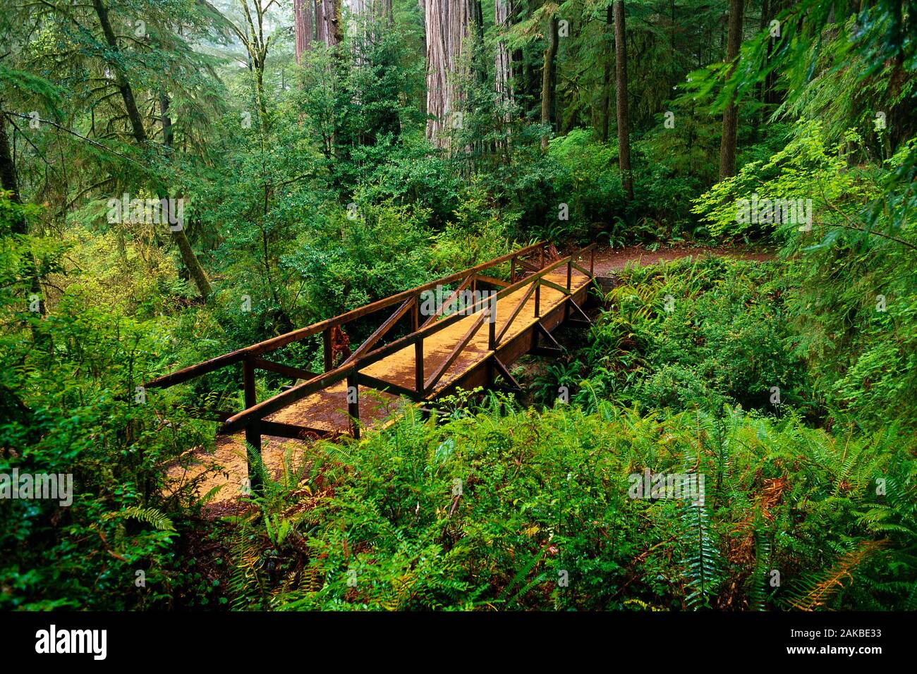 Landscape with footbridge in lush green forest, Jedediah Smith Redwoods State Park, California, USA Stock Photo