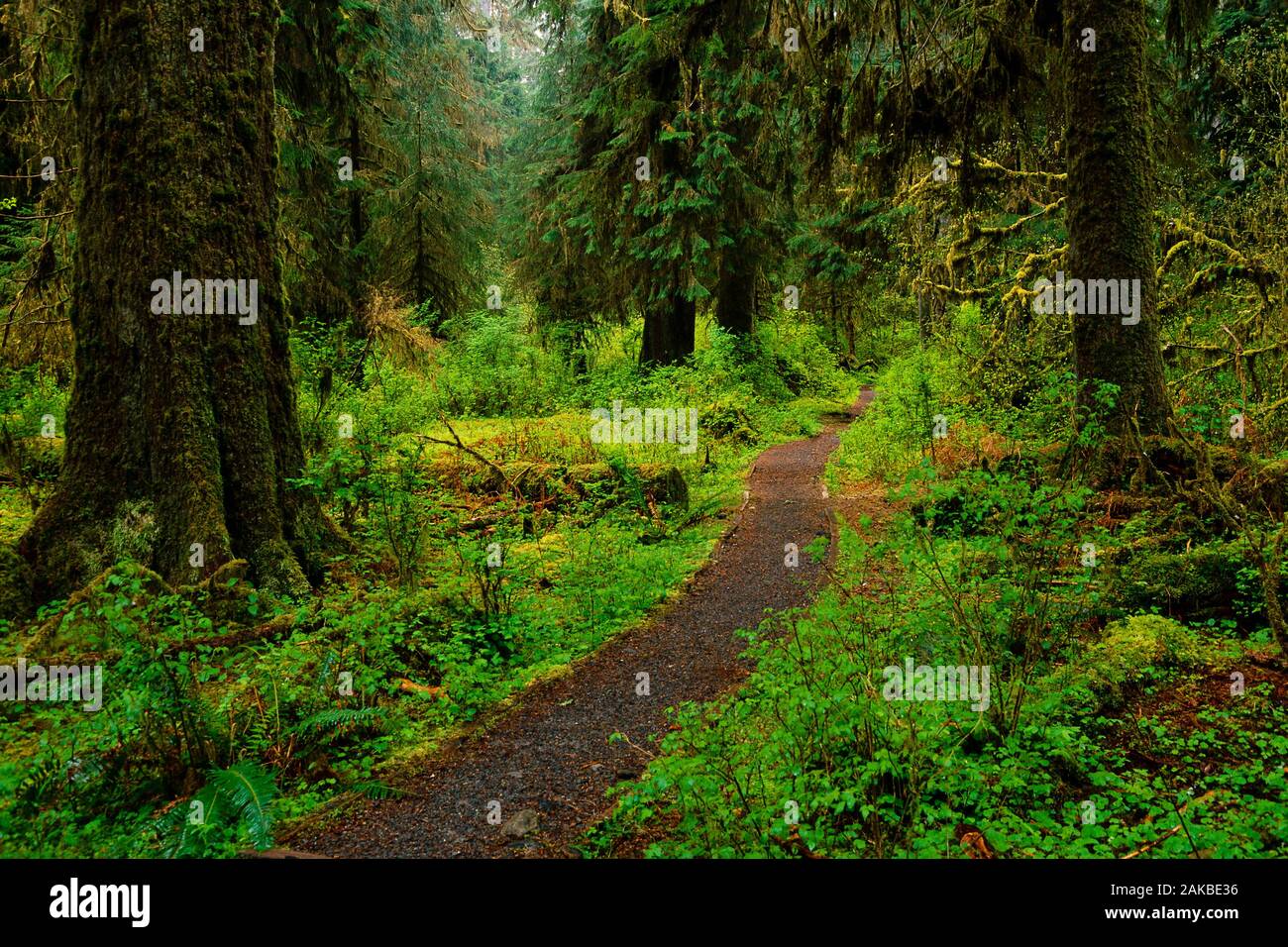 View of footpath in forest, Olympic National Park, Washington, USA Stock Photo