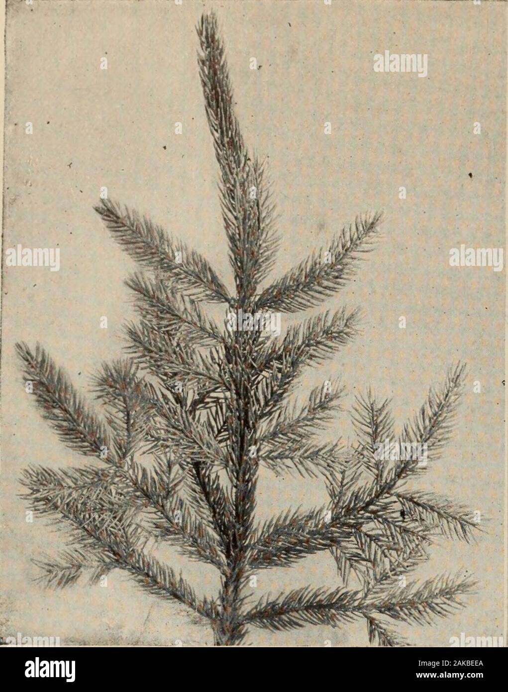 The tree book : A popular guide to a knowledge of the trees of North America and to their uses and cultivation . A. Winter bud (some leaves cut away to show bud) THE JERSEY PINE {Pinus Virginiana) This also is a scrub pine; it grows on the pine barrens of New Jersey, a pendulous, discouraged tree. Its grey-green leavesare in bundles of twos. It does as well as a tree can on worthless soil. In Indiana it becomes a pyramidal tree forty feet high.The cones are dark-red, curved, and armed with sharp prickles. Stock Photo