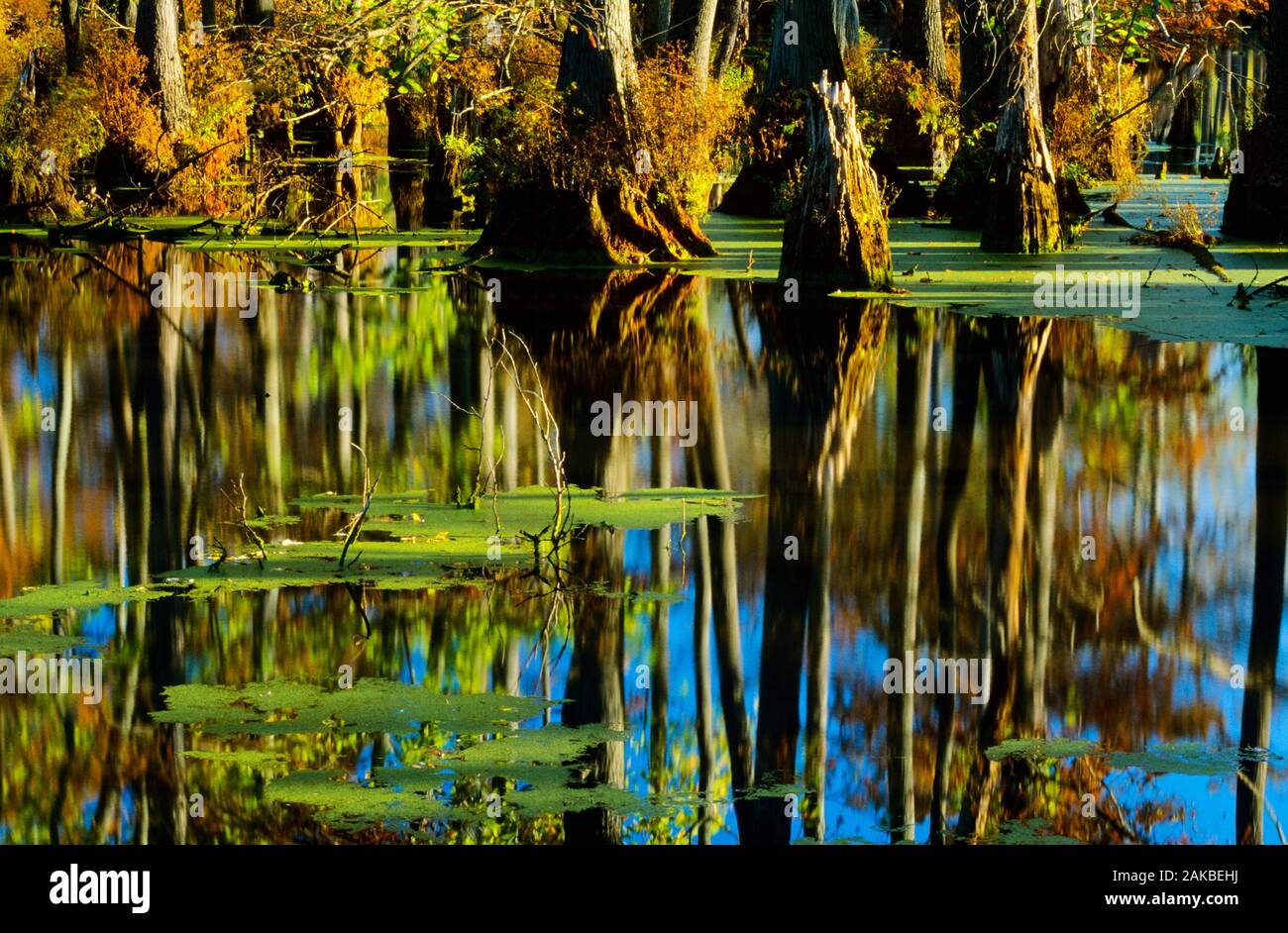 Cypress tree lake hires stock photography and images Alamy