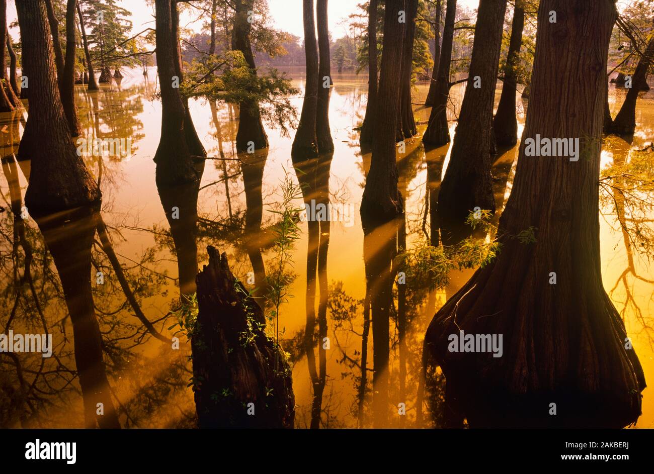 Cypress tree lake hires stock photography and images Alamy