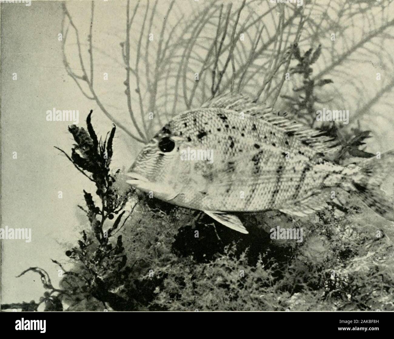 American food and game fishes : a popular account of all the species found in America, north of the equator, with keys for ready identification, life histories and methods of capture . ulf coast from Tampa to Corpus Christi, itis generally abundant in all suitable places. In Indian River it is,next to the mullet, the most abundant food-fish, and is found at alltimes. Though playing in and out with the tide, and moving some-what from place to place, it is not properly a migratory fish. It does notschool, as the mullets do, but is often found in considerable bunches,brought together by presence Stock Photo