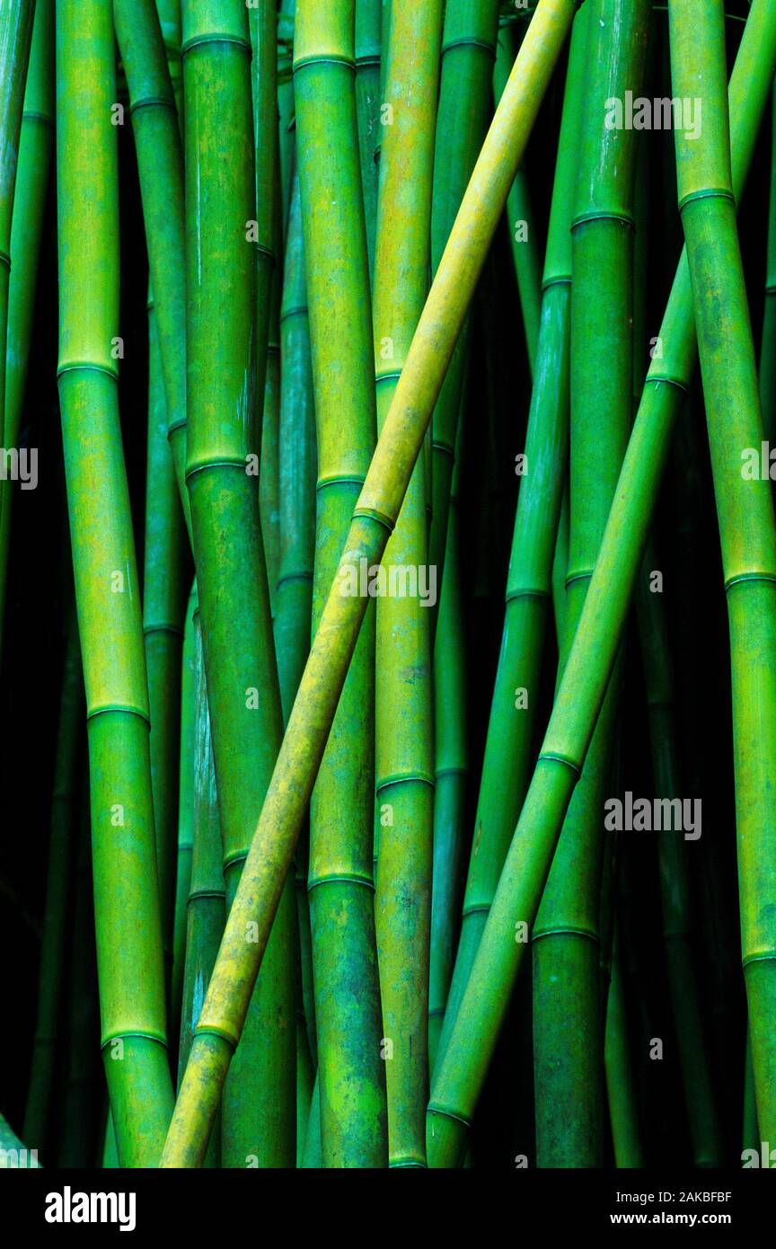 Close-up of bamboo in forest near Hana, Maui, Hawaii, USA Stock Photo