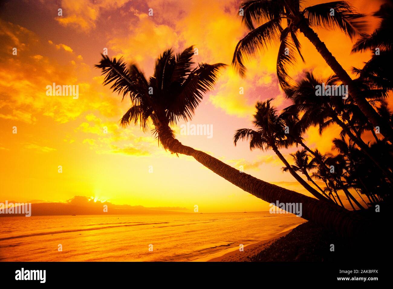 Maui sunset palm tree hi-res stock photography and images - Alamy