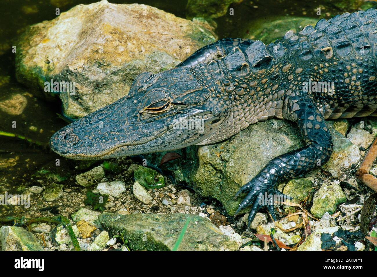 Alligator resting on rocks, Everglades National Park, Florida, USA Stock Photo