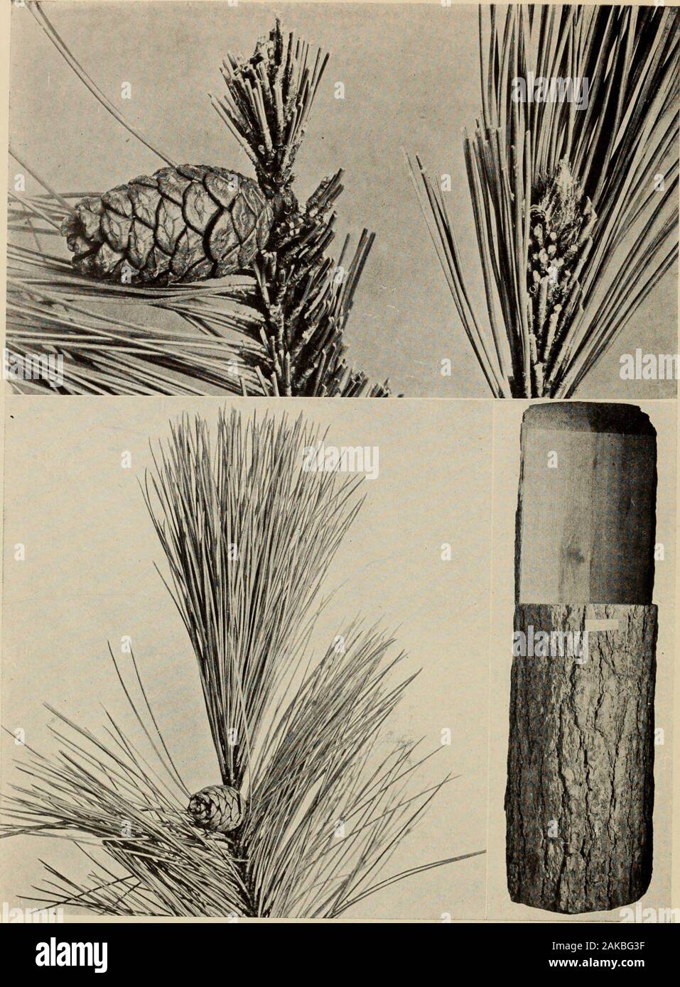 The tree book : A popular guide to a knowledge of the trees of North America and to their uses and cultivation . THE RED OR NORWAY PINE {Pinus resinosa) The leaves are slender and long, dark green and lustrous, in zs, rising out of long sheaths. The cones have thick, woody scales,destitute of prickles. The pale-red wood is used for masts and bridge timbers The Pines and fungous injuries. Lumber used in heavy construction; forbridges, piles, docks, buildings, masts and spars. The red pine is the only American member of a group of Old-World pines of which P. sylvestris, the Scotch pine of Europe Stock Photo