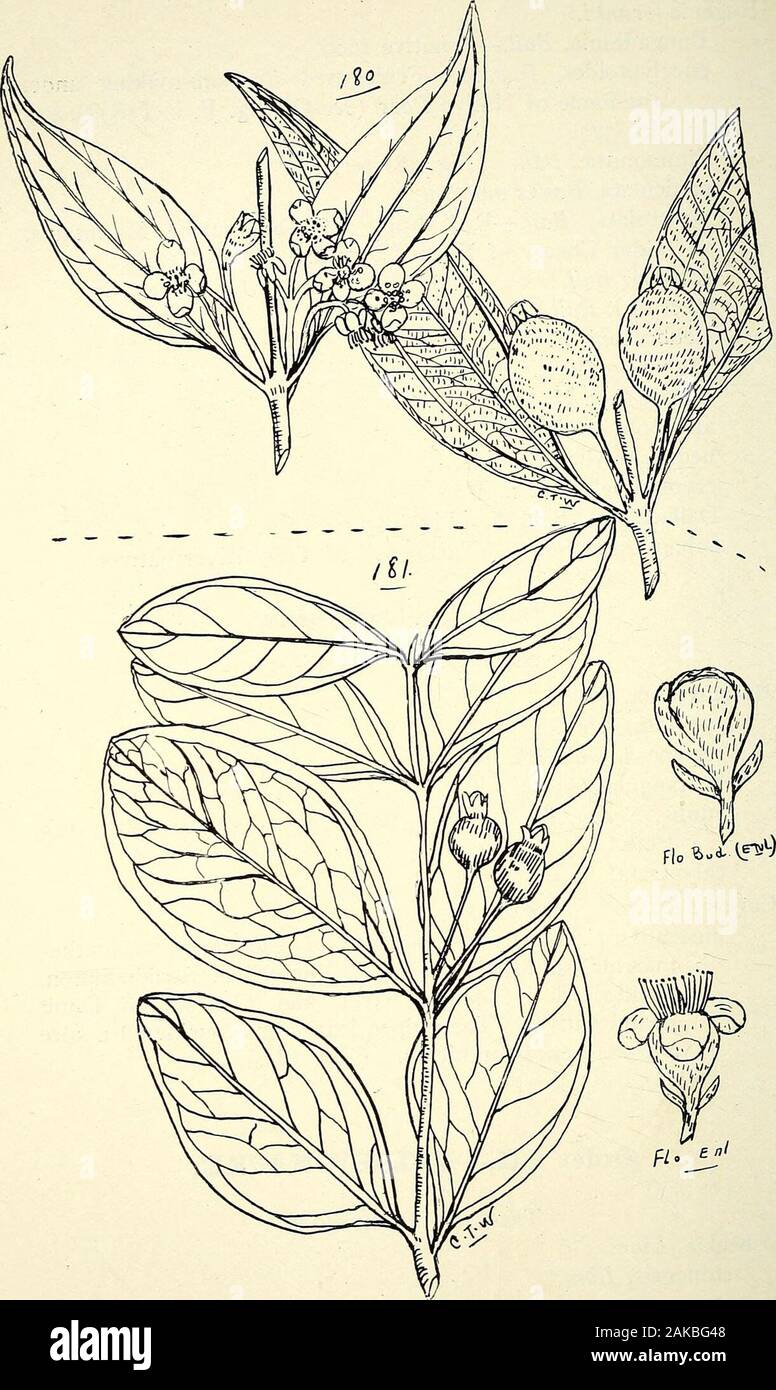 Comprehensive catalogue of Queensland plants, both indigenous and naturalisedTo which are added, where known, the aboriginal and other vernacular names; with numerous illustrations, and copious notes on the properties, features, &c., of the plants . Bail. (Fig. 181 ter.)paniculata, Banks and Sol.punctulata. Bail.—Red Apple of Tambourine Mountains. Sour Cherry of North Coast line,sordida, Bail.macrooai, Bail.Leuhmanni, F. v. M.angophoroides, F. v. M.oleosa, F. v. M. (Fig. 182.)apodophylla, F. v. M.hedraiophylla, F. v. M.cryptophlebia, F. v. M.Dallachiana. F.v.M. (Fig. 183.)subopposita, Bail.— T Stock Photo