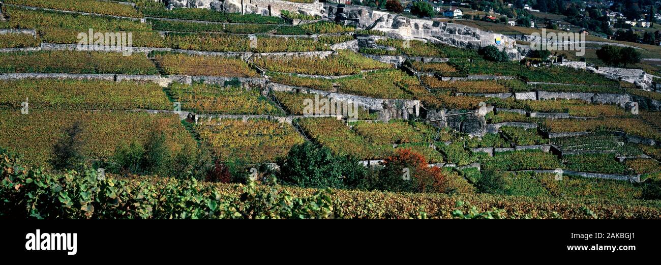 Vineyards from Lavaux region, Switzerland Stock Photo