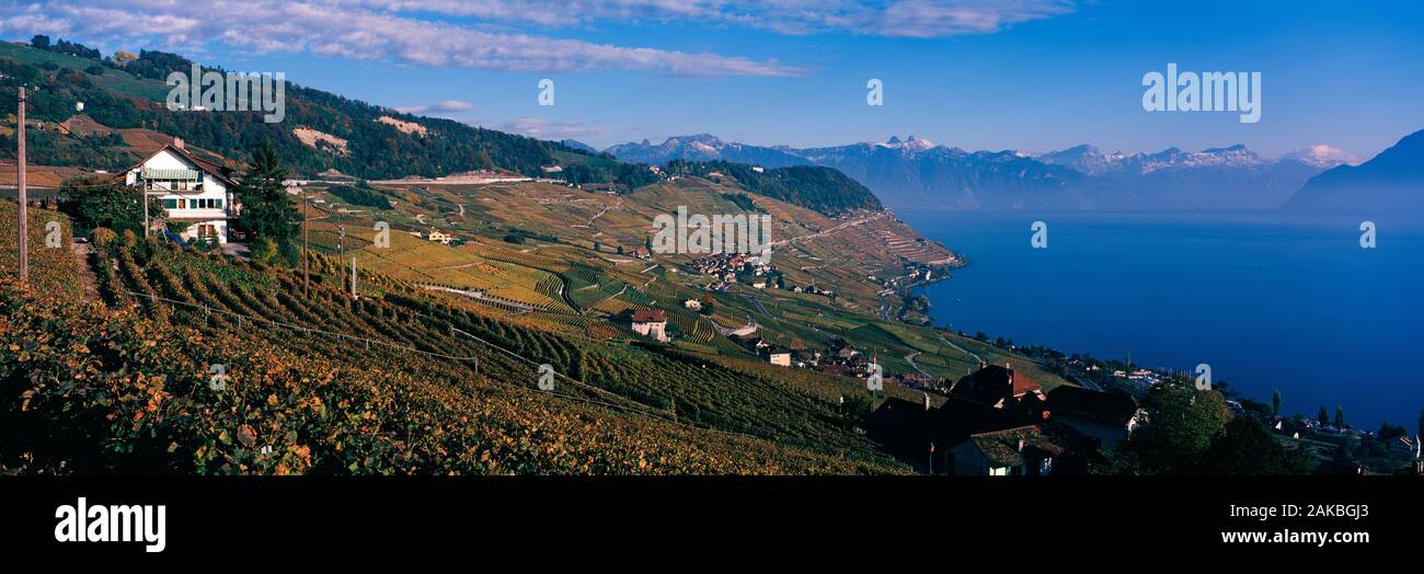 Vineyards from Lavaux region, Switzerland Stock Photo