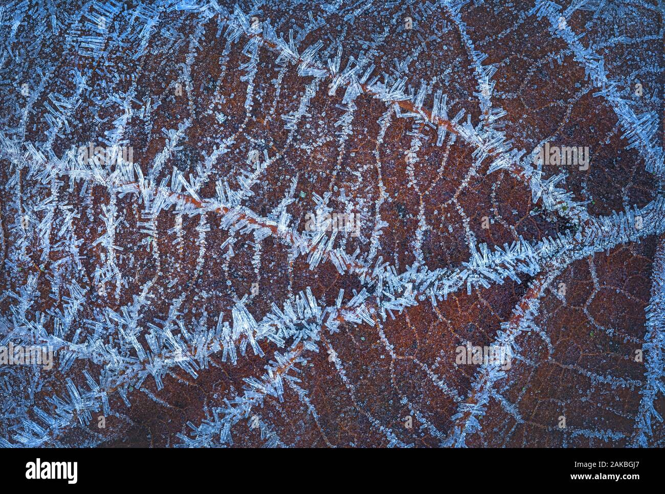 Frozen leaf with ice crystals, winter background Stock Photo - Alamy