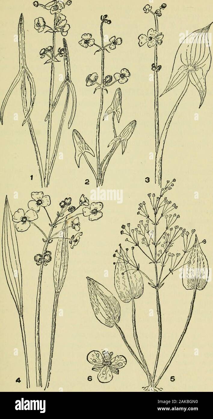 An illustrated guide to the flowering plants of the middle Atlantic and New England states (excepting the grasses and sedges) the descriptive text written in familiar language . horizontally. 5. S. heterophylla, Pursh. (Fig. 4, pi. 7.) Sessile-fruited Arrow-head. ((S. riijiila, Pursh.) Plant from | to 2 ft. high. Leaves variable,from broad linear, almost grass-like, to lance-shaped or elliptic or ovate,about as high as flower stalk. Pistillate (lower) flowers with very shortpedicel (sessile), staminate flowers above, on long pedicels. Fruit withan upright beak  length of the fruit itself. C. Stock Photo