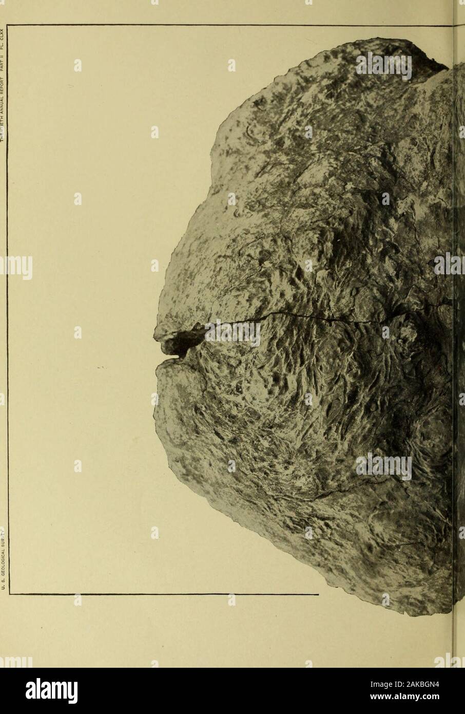 Annual report of the United States Geological Survey to the Secretary of the Interior . CENTIMETERS CYCADELLA GELIDA FROM THE JURASSIC OF WYOMING UNIVERSITY of ILLINOi PLATE CLXX. P L A T E C L X X . Page. (Jycadella cakboxexsis Ward 415 View of the best side or back of No. 500.2 of the Museum of the Uni-versity of Wyoming.730 LIBRARY OF THE UNIVERSITY of ILLINOIS.. Stock Photo