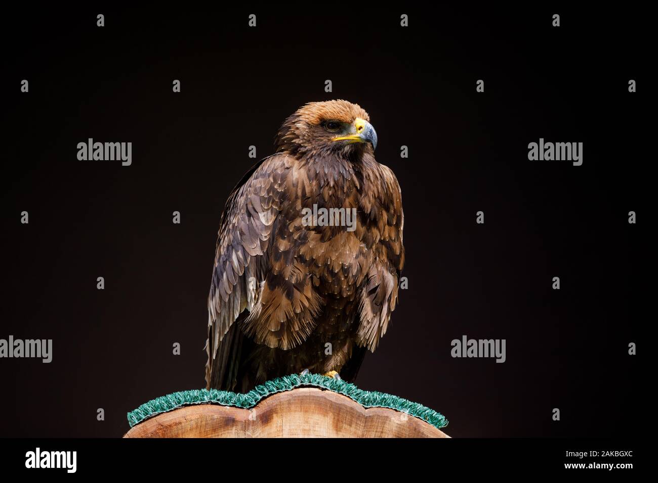 Steppe Eagle, a large bird of prey with rich brown plumage, sitting on a perch with dark background Stock Photo