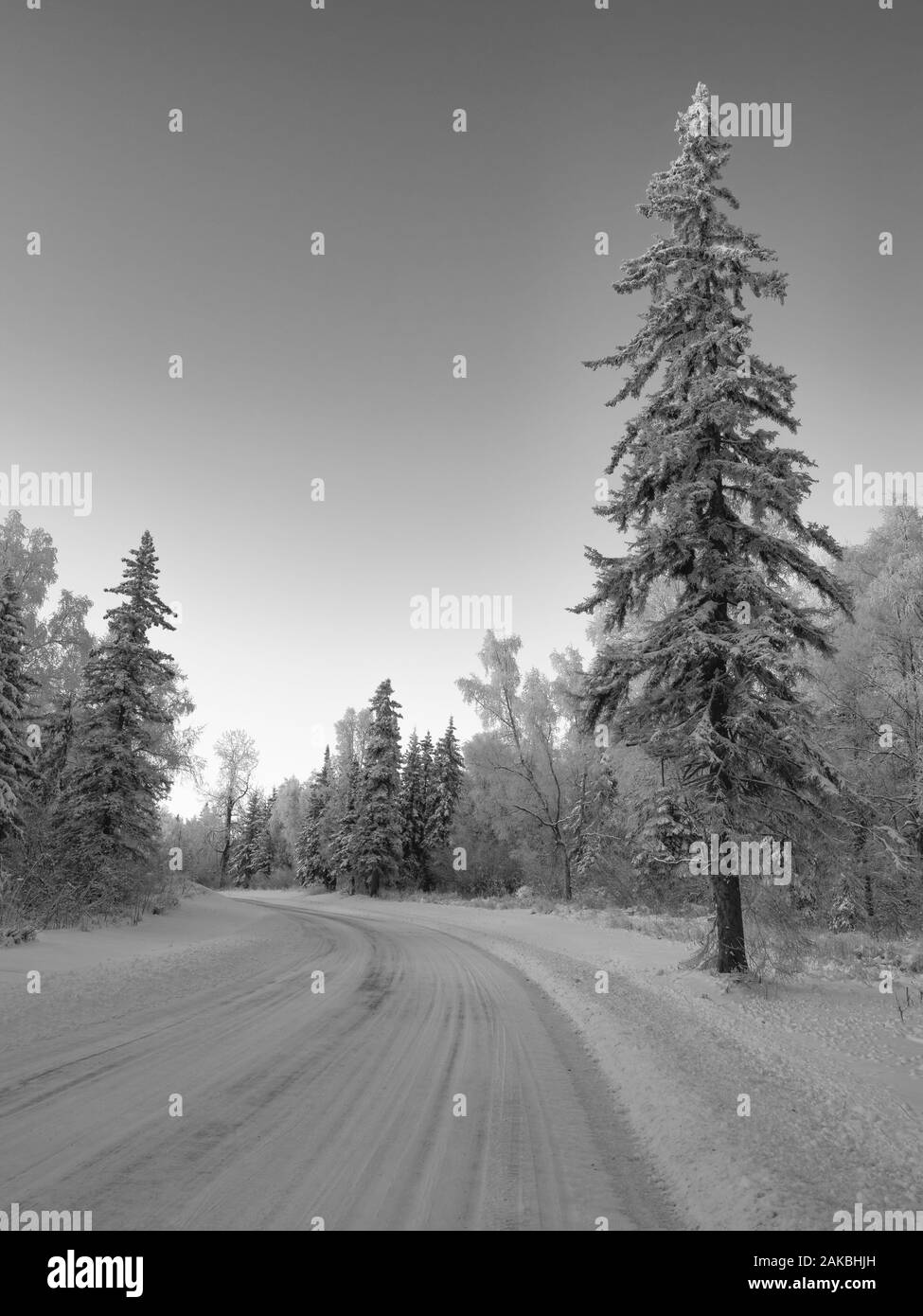Hoarfrost covered pine tree along snow covered road in Southcentral Alaska. Winter. Stock Photo