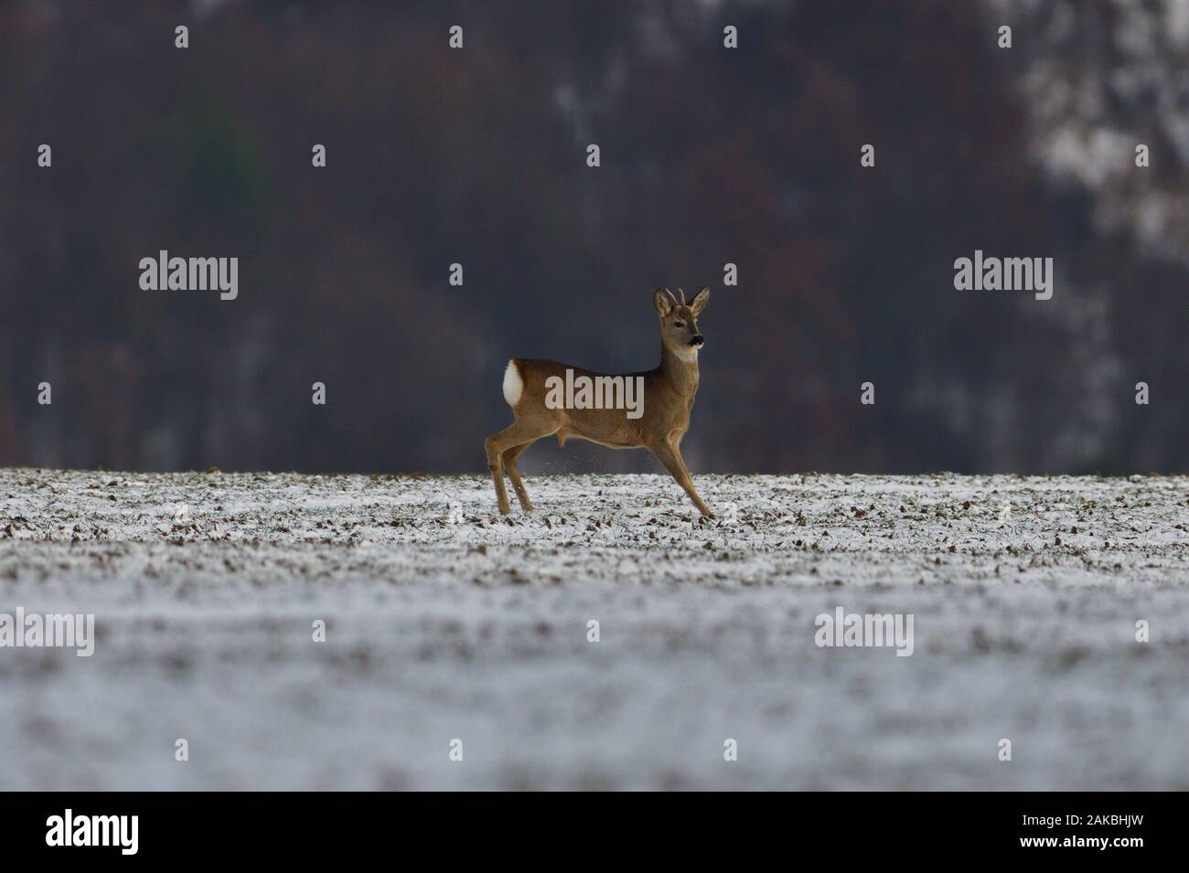 Roe deer in the snow in winter looking for food Stock Photo - Alamy