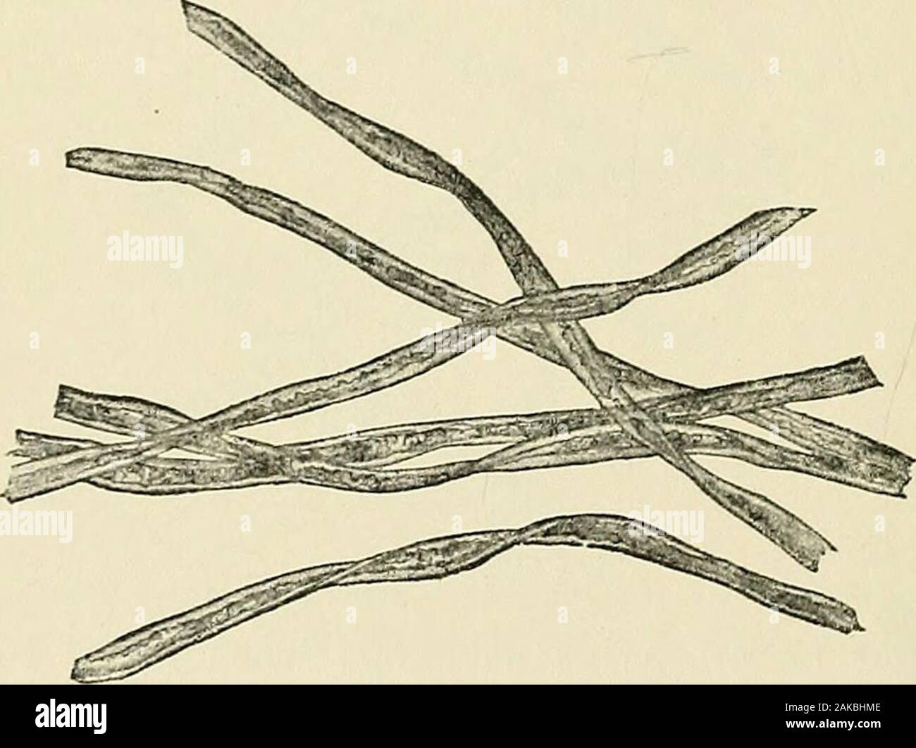 Nitro cellulose explosive hires stock photography and images Alamy