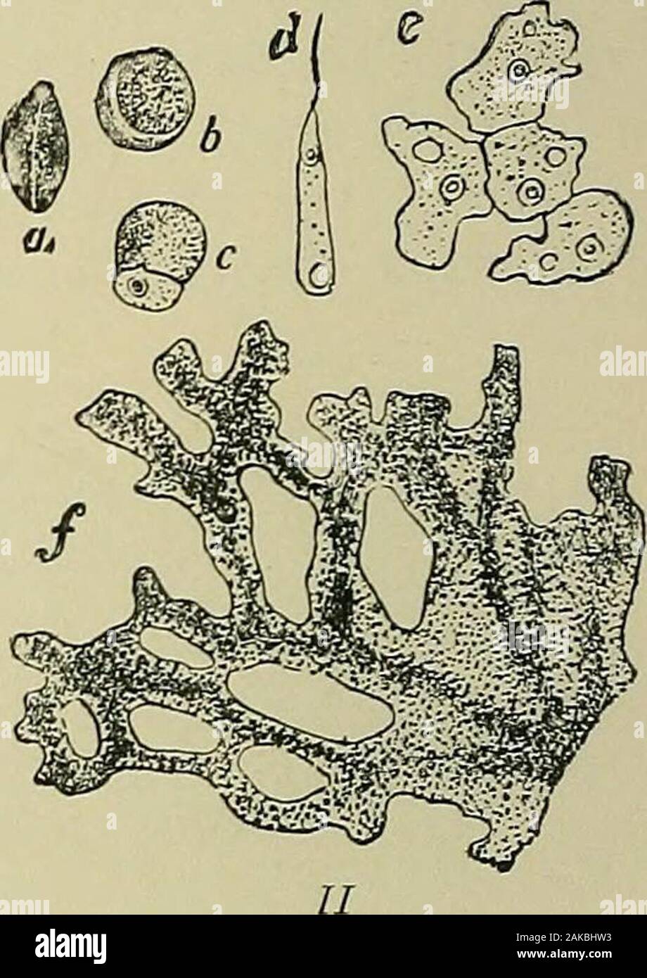 General physiology; an outline of the science of life . Fig. 15.—I, Aethalium septicum ; a piece of a reticulate Myxomycete Plasmodium, natural size.II, Chondrioderma difforme ; /, piece of a Plasmodium ; a, a spore, 6, the same, swelling, c, thecontents of the spore is creeping out; d, the spore has changed into a flagellated cell; e, theflagellated cells have transformed themselves into amcebse, which are creeping together againto form a Plasmodium. (// After Strasburger.) arises finally the large, reticulate plasmodium. This plasmodium,.therefore, although representing a unitary protoplasmi Stock Photo