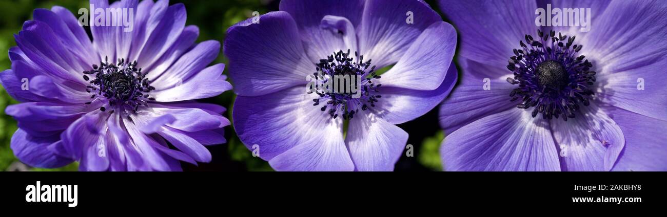 Purple flowers grown in conservatory Stock Photo