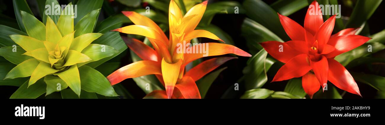 Tropical flowers grown in conservatory Stock Photo