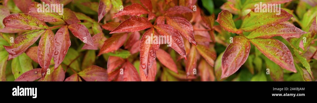 Fall leaves, Seattle, Washington, USA Stock Photo