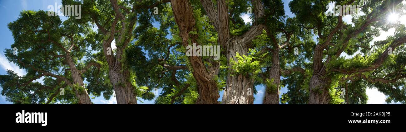 Low angle view of tree,  Seattle, Washington, USA Stock Photo