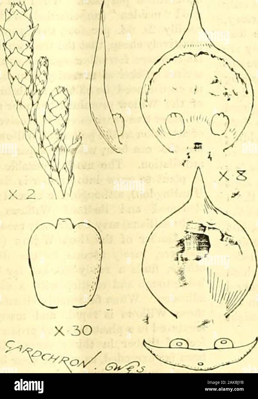 The Gardeners' chronicle : a weekly illustrated journal of horticulture and allied subjects . Fk:. 69.—thuya pucata (don, in lambert) = T. GIQANTEA (lluRT.). Leaves magn. two diam. ; cross-section four diam. (Seep. 213.) 9^: Fig. 70.—thuya plicata (ghjantea, hort.). To the left above, young female cones ; to the rightabove, inner surfae&gt;f scale with twoovules ; tothe left below, seed magn. thirty diam. ; to theright, outer surface uf scale, and section throughscale and ovhlea. (See p. 213.) Stock Photo