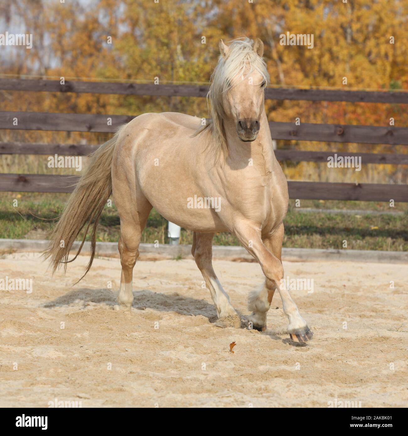Welsh pony of cob type hires stock photography and images Alamy