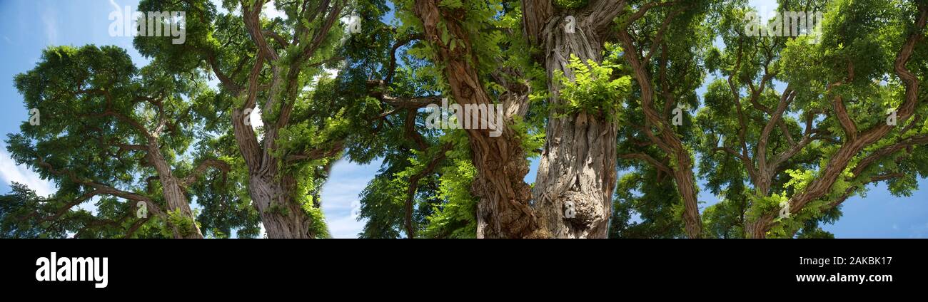 Tall tree low angle view hi-res stock photography and images - Alamy
