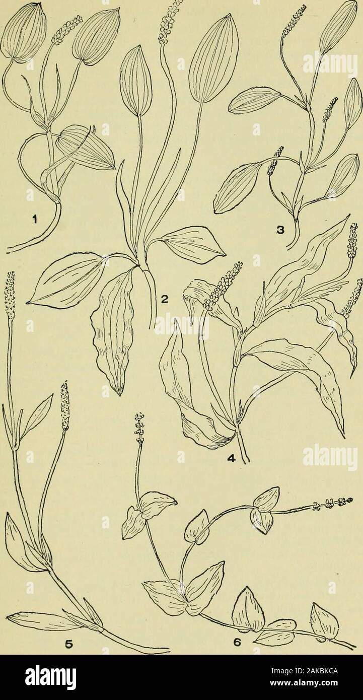 An illustrated guide to the flowering plants of the middle Atlantic and New England states (excepting the grasses and sedges) the descriptive text written in familiar language . ves narrowed to grass-like blades, not thread-like. 7. P. heterophyllus, Schreb. Various-leaved Pondweed. Stemsvery long and .skiider. Floating leaves 1 to 2 in. long, broad, elliptic,sometimes approaching to heart-shaped at base, pointed at apex. Leafstalks 1 to 4 in. long. Submersed leaves narrow lance-shaped or linear,acute at both ends, rather stiff, no leaf stalk. Stipules long, broad atbase, obtuse at outer extre Stock Photo