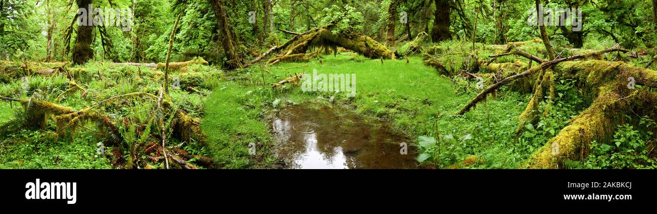 Quinault Rain Forest, Washington, USA Stock Photo