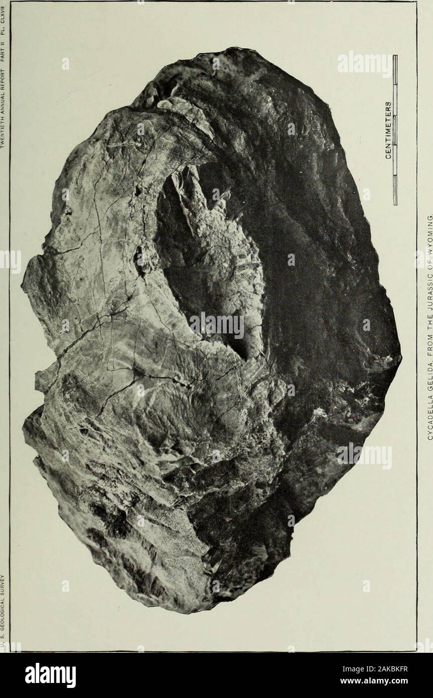 Annual report of the United States Geological Survey to the Secretary of the Interior . CYC AD E L LA G ELI DA FROM THE JURASSIC OF WYOMING. LlbKAHVUNIVERSITY of ILLINOIS. PLATE CLXVII. PLATE CLXVII. Page. Cycadella gelida Ward 414 View of the base of No. 500.1 of the Museum of the University of Wyoming.724 l. UNlVERSlTYofVuNOlS. PLATE CLXVIII. PLATK CL XVIII Pace. Cycadella (iELii)A Ward 414 Side view of No. 500.24 of the Museum of the University of Wyoming.726 U. S. GEOLOGICAL SURVEY TWENTIETH ANNUAL HEPORT PART II PL. CLXVIII Stock Photo