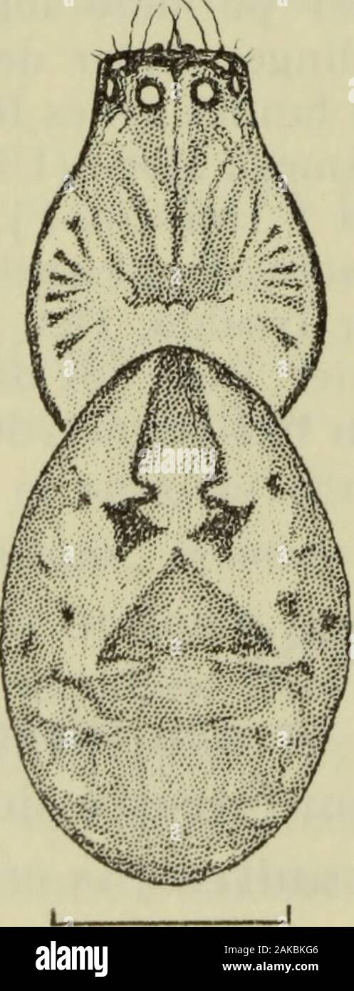 Danmarks fauna; illustrerede haandbøger over den danske dyreverden.. . r meget mindre end de andre øjne. Carapaces hoved- og brystdel 54 er af samme højde. 1. øjerække er ret, 2. procurv.Gribellum er udelt og calamistrum består kun af enenkelt række børster. Benenes tarser er udstyret medtrichobothrier, og apicalt på metatarserne findes enlang trichobothrie, der ses tydeligst på 4. benpar. Påbenenes patella og ved basis af tibia findes noglespinkle torne. Hannernes mandibler er rette og gift-krogene lange. L. humilis (Blackwall 1855). (Lathys humilis Locket & Milhdge 1951 p. 65, fig. 28.) $: K Stock Photo