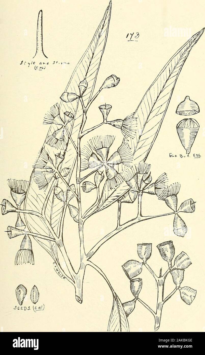 Comprehensive catalogue of Queensland plants, both indigenous and naturalisedTo which are added, where known, the aboriginal and other vernacular names; with numerous illustrations, and copious notes on the properties, features, &c., of the plants . ives. pachyspermus, F. v. M.—Yellow-wood of Johnstone River. oppositifolia, Bail.—Luyas Hardwood; Penda at Noosa.(Fig. 176.)Backhousia, Flo ok. ct Harv. myrtifolia, Hook, ct Harv. angustifolia, F. v. M.—Yields a good essential oil. sciadophora, F. v. M. citriodora, F. v. M.-—The Sweet Verbena tree; oil of com-mercial value. Bancroftii, Bail, et F. Stock Photo