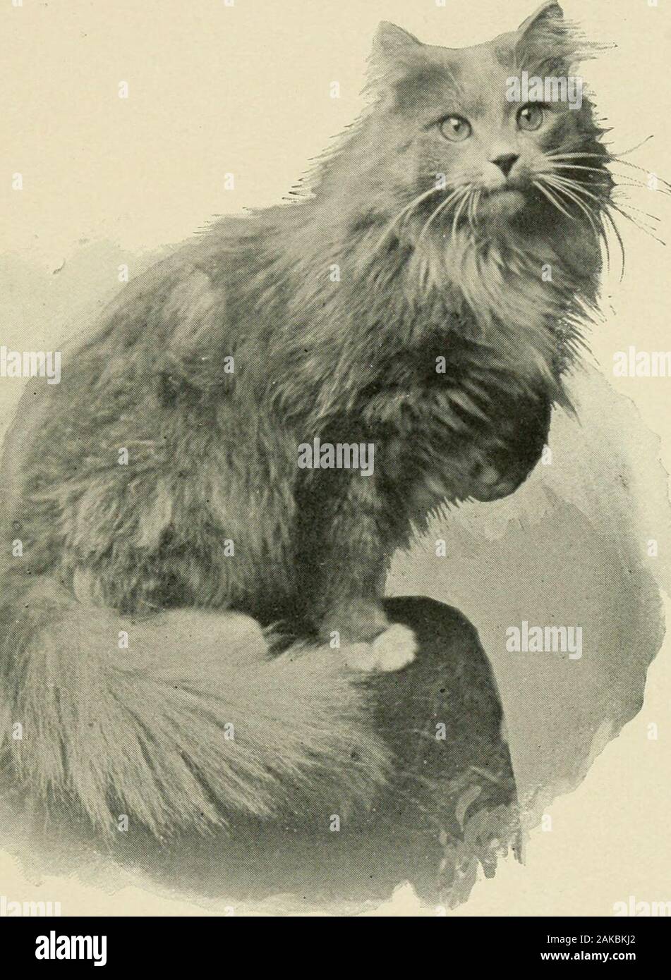 Male cats for breeding top